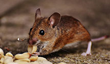 24 Hour & Emergency Exterminators in River Hills, WI